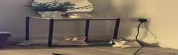 Mixed Breed cats for sale: 4 kittens looking for a loving home - Advert 4