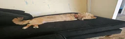 Mixed Breed dogs for adoption: 🐾💛 ARISA – The Little Dog Nobody Stopped For💛🐾 - Advert 38