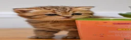 British Shorthair cats for sale: TICA/GCCF British Short//Long Hair Kittens  - Advert 9