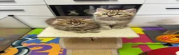 British Shorthair cats for sale: Beautiful  British Shorthair kittens 🐾 - Advert 24