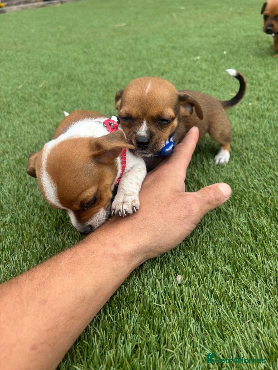 Jackshund dogs 🐾 Adorable Chiweenie Puppies - Advert 2