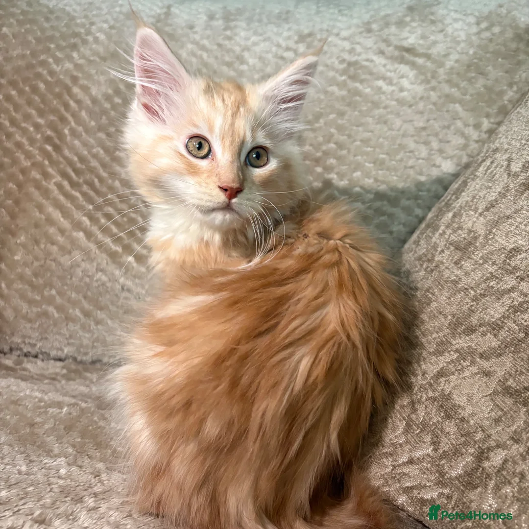 Maine Coon cats for sale: GCCF Maine coon male in March - Advert 7