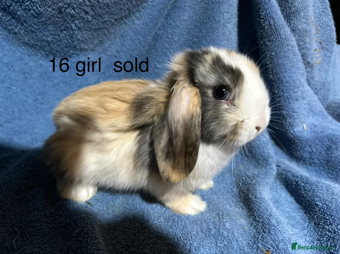 Dwarf Lop rabbits for sale: Dwarf lop baby rabbits - Advert 17