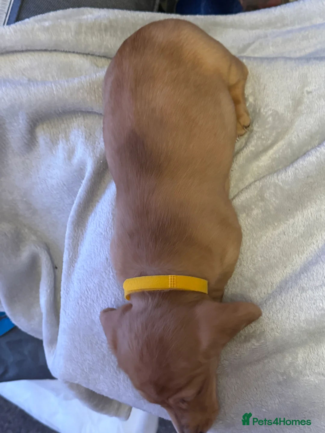 Miniature Dachshund dogs for sale: Ready now! KC miniature dachshund - Advert 15