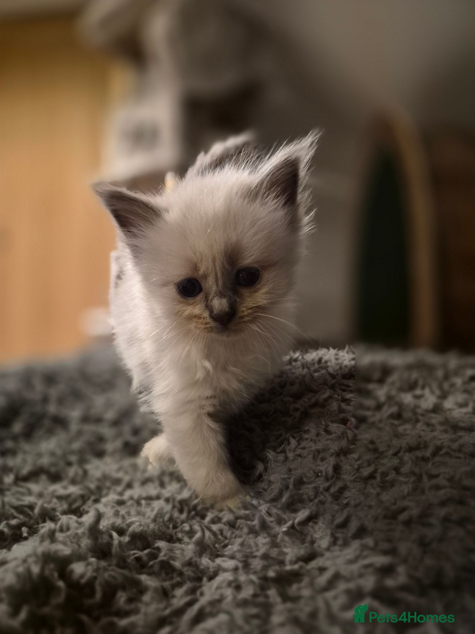 Ragdoll cats Gorgeous blue and seal ragdoll kittens - Advert 1