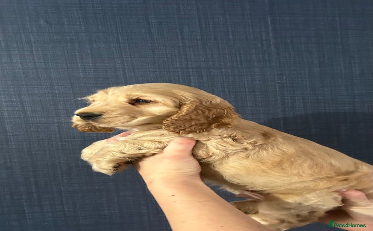 Cocker Spaniel dogs - Advert 7