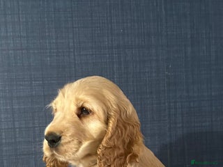 Cocker Spaniel dogs - Advert 30