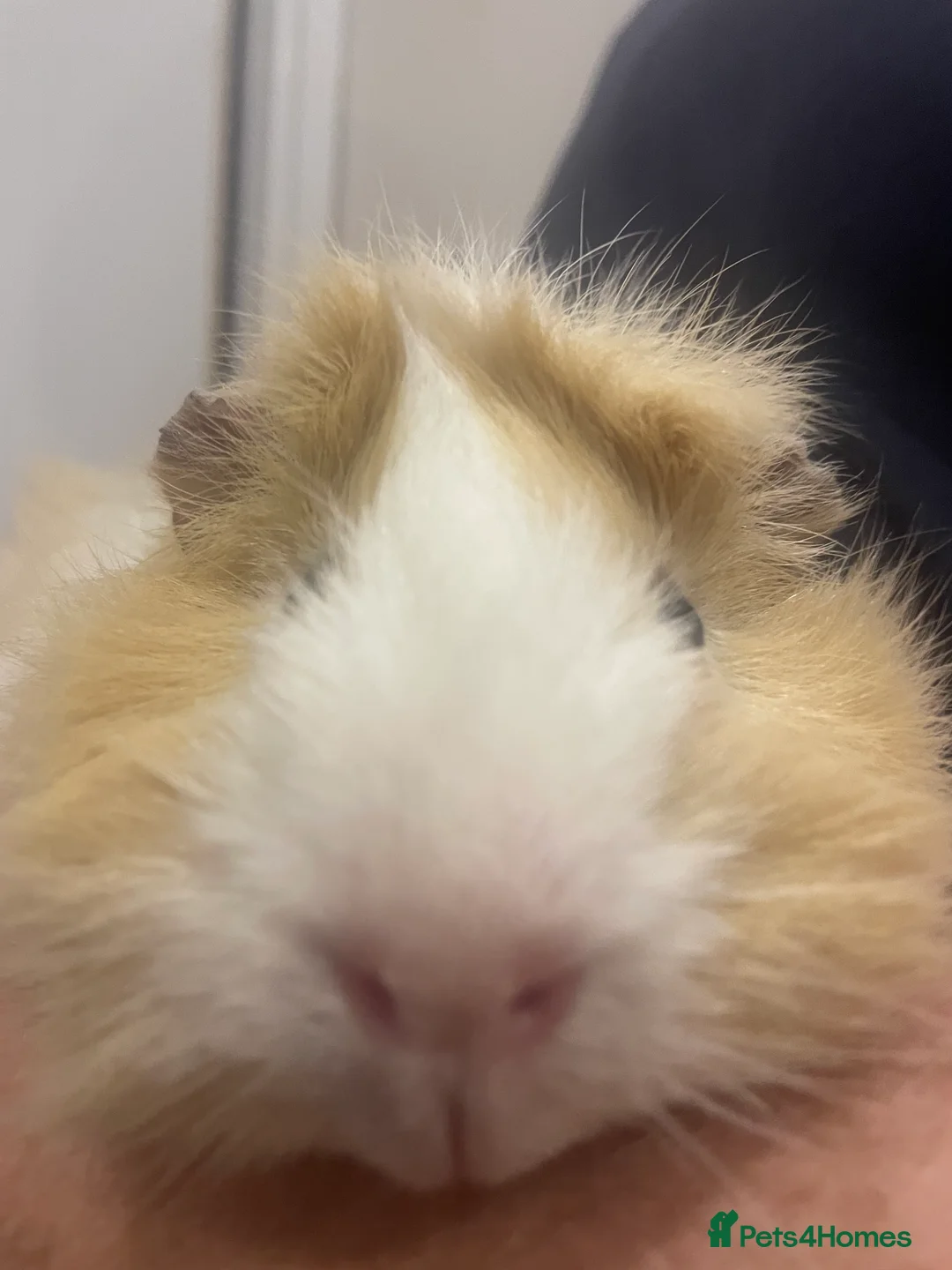 Guinea Pig rodents for sale: 3 Male Guinea pigs 15 months old - Advert 5