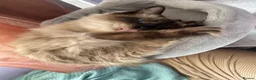 Ragdoll cats for sale: 6th Generation* Purebreed Pedigree Ragdoll Kittens - Advert 30