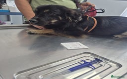 Mixed Breed dogs for adoption: ROBY, a superb puppy boy - for a Loving Home - Image 13