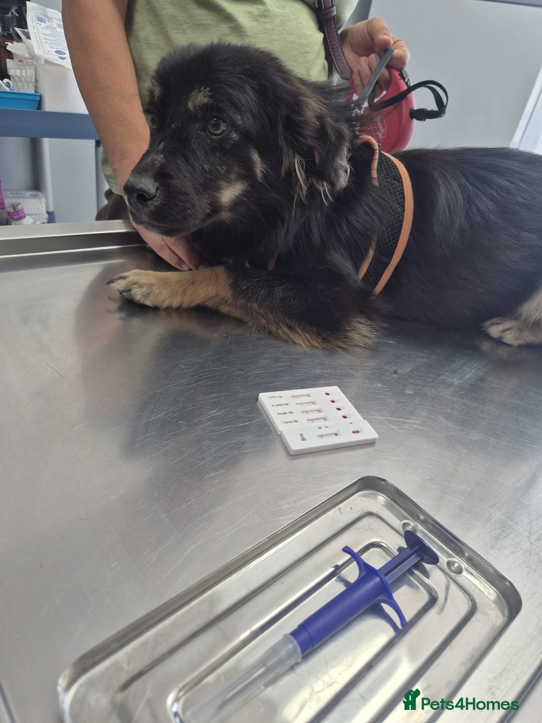 Mixed Breed dogs for adoption: ROBY, a superb puppy boy - for a Loving Home - Image 13