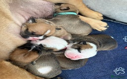 English Bulldog dogs for sale: Traditional English Bulldog Puppies  - Image 26