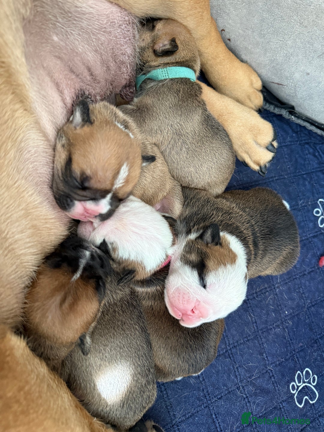 English Bulldog dogs for sale: Traditional English Bulldog Puppies  - Image 26
