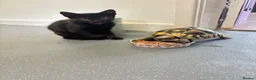 Domestic Shorthair cats for sale: Black male kitten for adoption - Advert 4