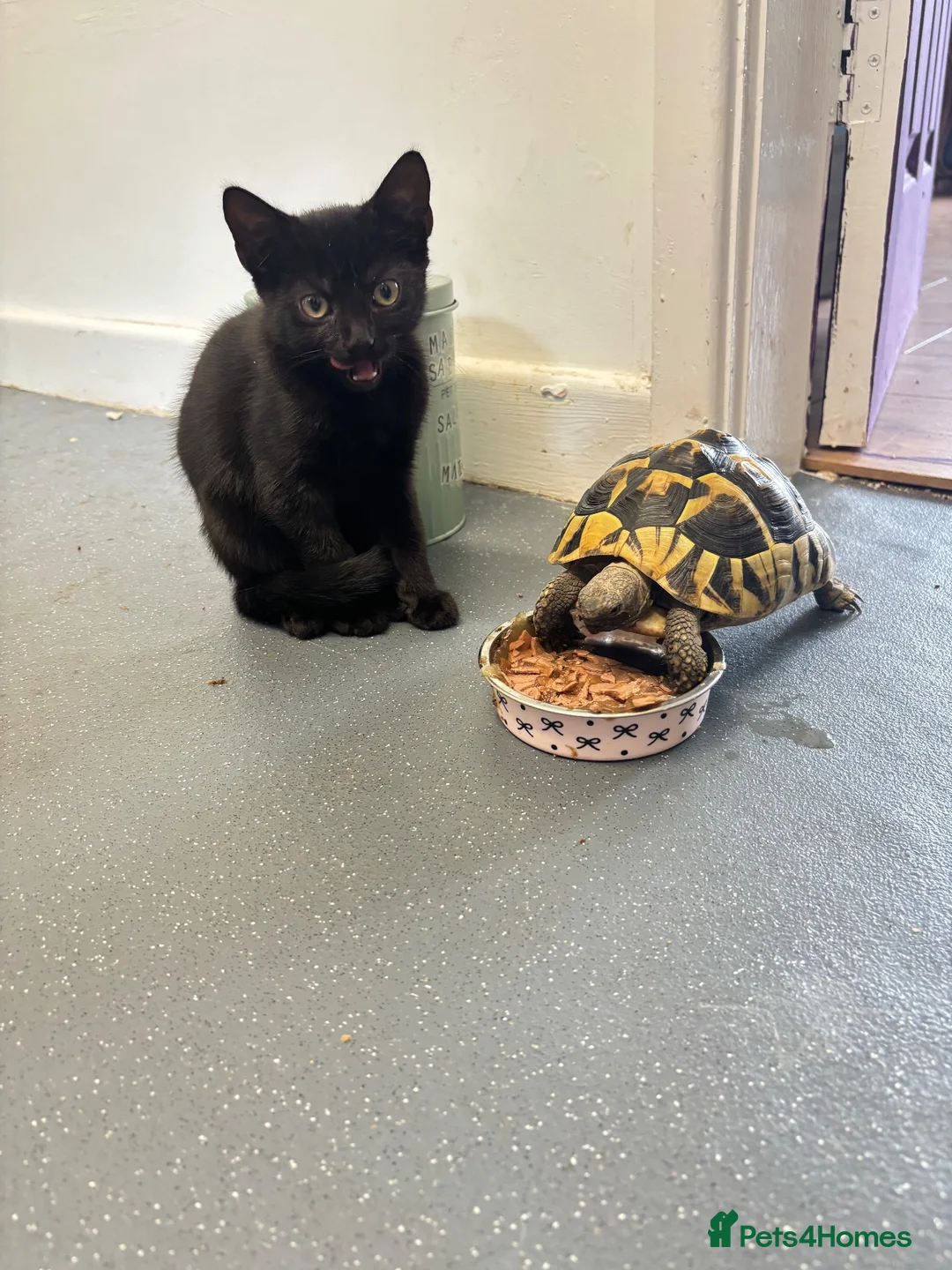 Domestic Shorthair cats for sale: Black male kitten for adoption - Advert 4