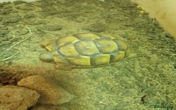Tortoise reptiles for sale: Spur Thigh Hatchlings - Image 4