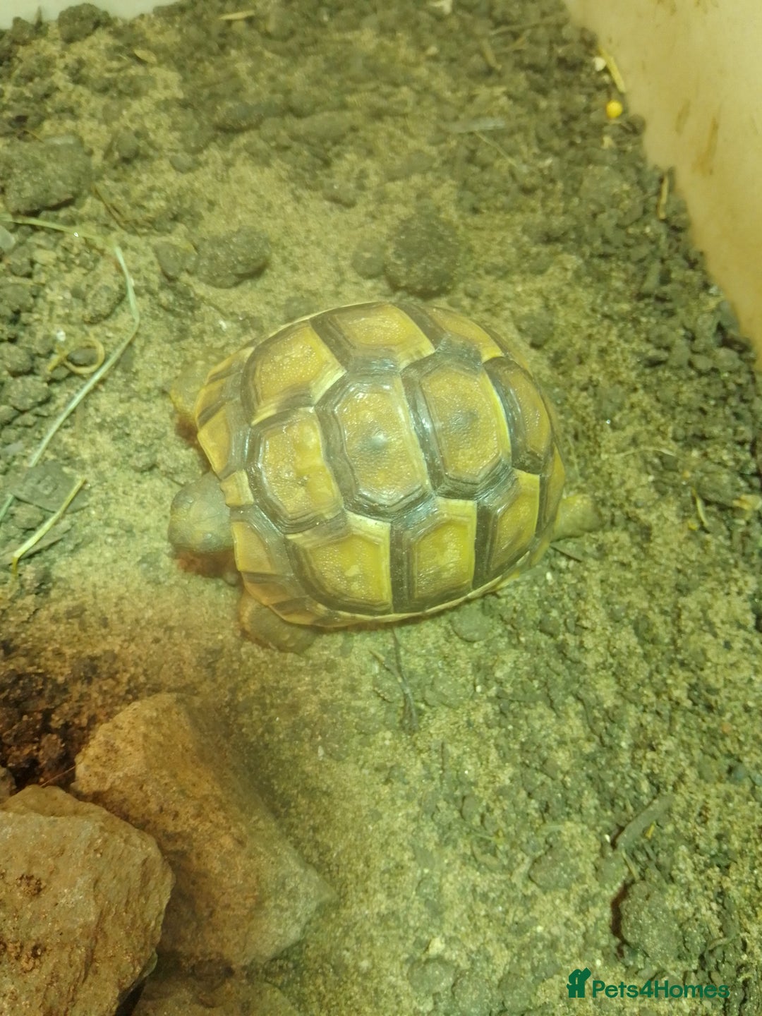 Tortoise reptiles for sale: Spur Thigh Hatchlings - Image 4