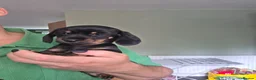 Miniature Dachshund dogs for sale: 🤍Health tested miniture dachshund🤍 - Advert 3