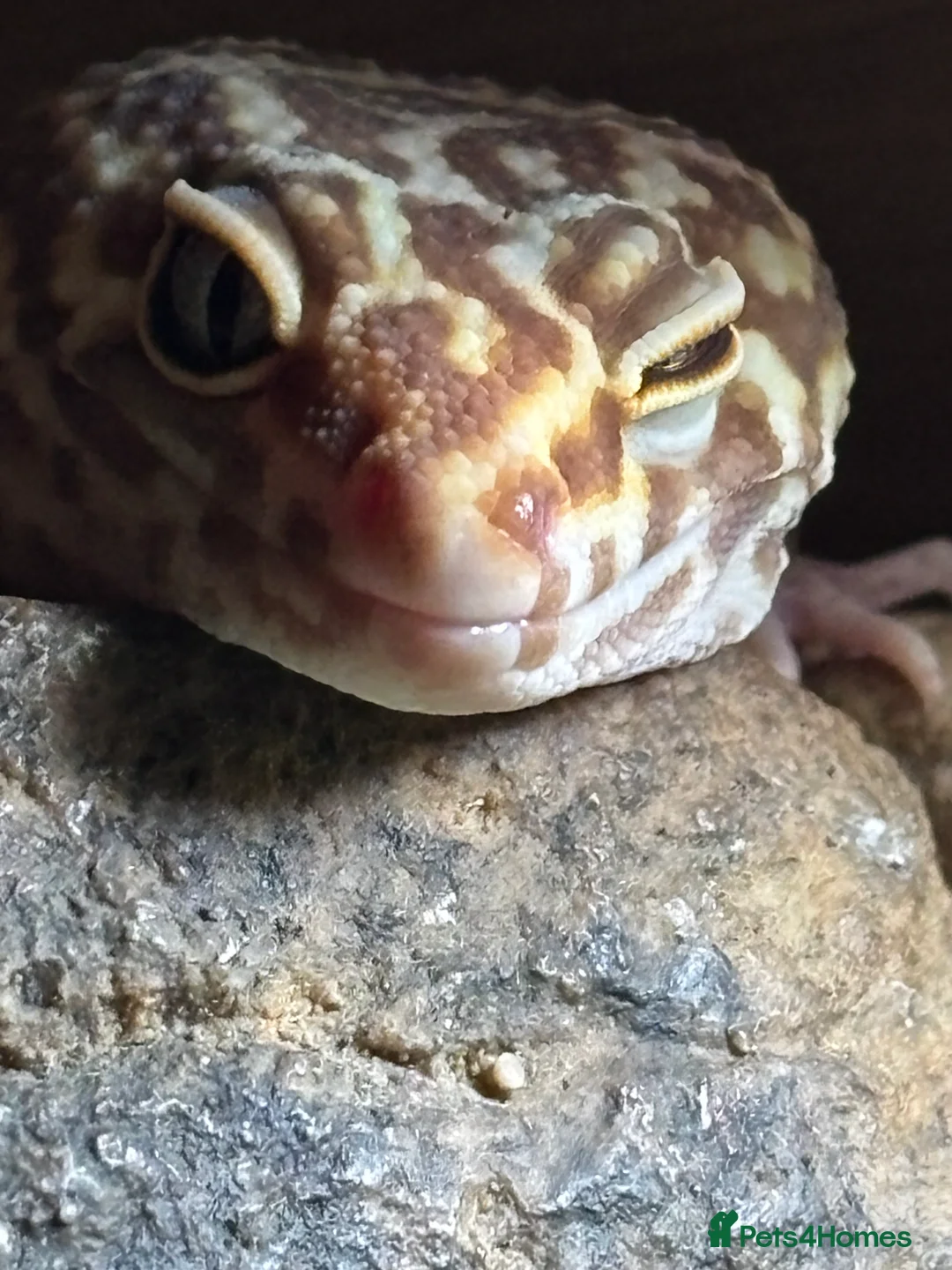 Leopard Gecko reptiles for sale: Leopard Gecko - Advert 2