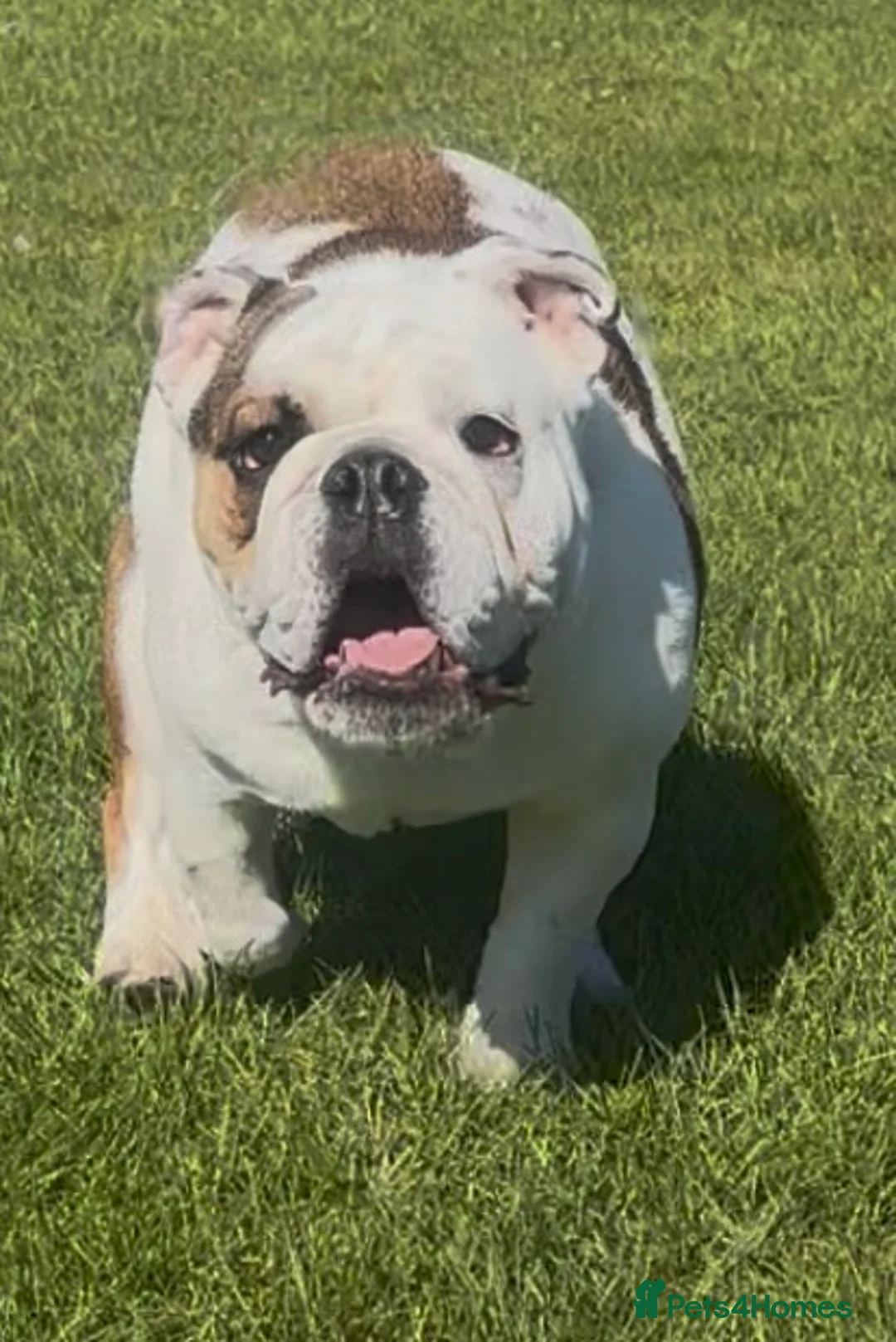 English Bulldog dogs for sale: Beautiful Top quality british bulldog female - Advert 1