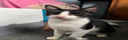 Mixed Breed cats for sale: Mickey is looking for his forever home in Norwich - Advert 5