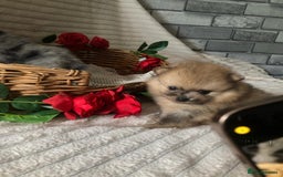 Pomeranian dogs for sale: Merle miniature Pomeranians  - Image 2