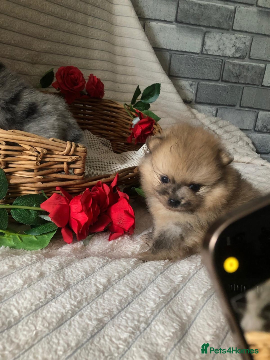 Pomeranian dogs for sale: Merle miniature Pomeranians  - Image 2