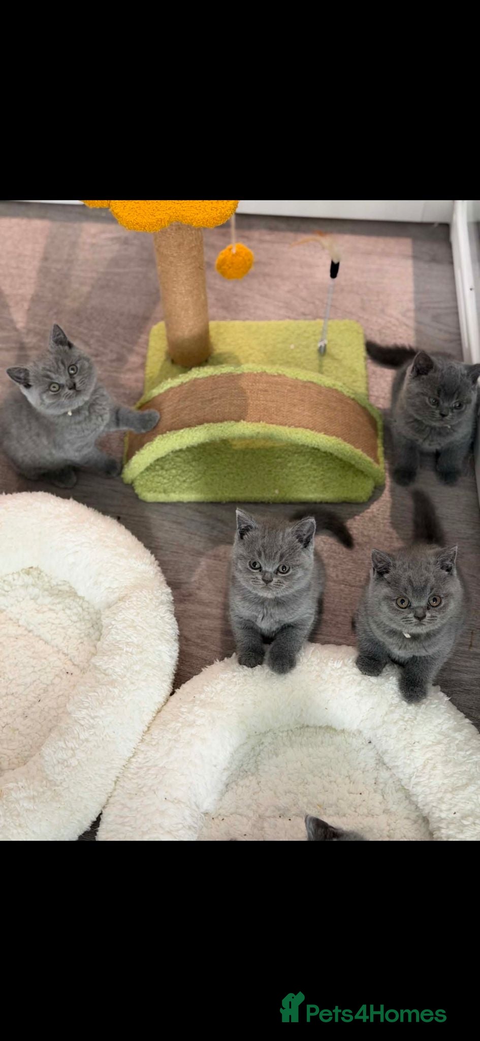 British Shorthair cats Beautiful blue/ lilac British shorthair kittens  - Advert 2