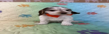 Cocker Spaniel Puppy 3