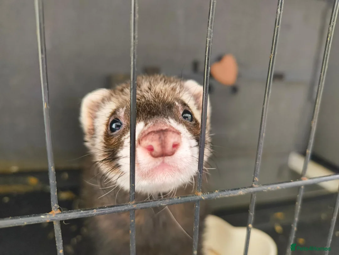 Ferret rodents for sale: Ferret looking for a loving new home 🦦❤️ in Hebden Bridge - Advert 2