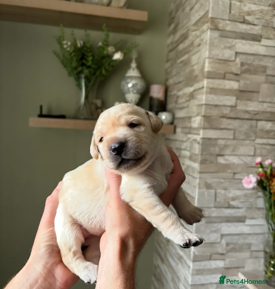 Labrador Retriever dogs for stud: Chocolate Labrador For Stud in Burnley - Advert 14