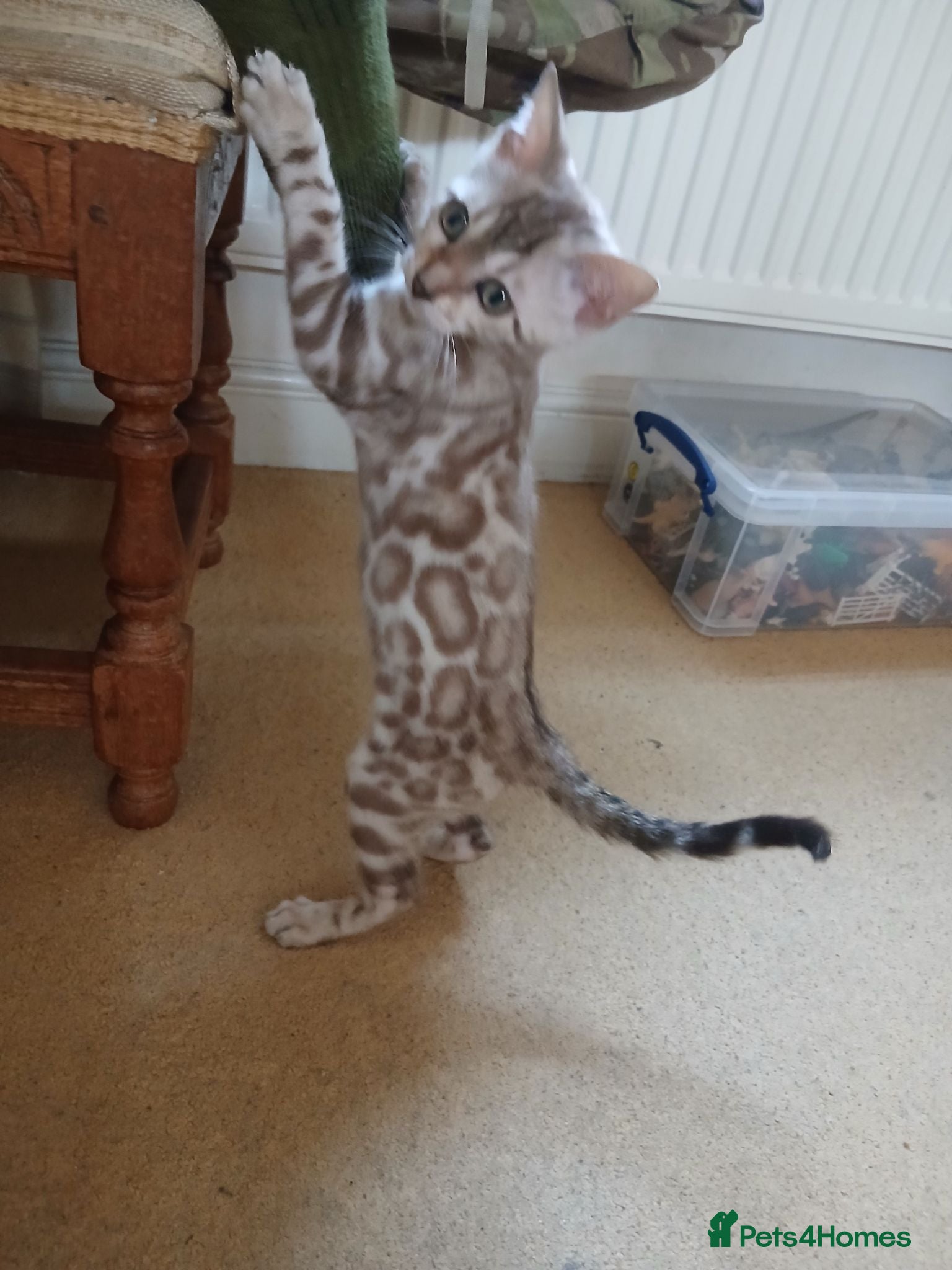 Bengal cats Family raised TICA Bengal kittens - Advert 6
