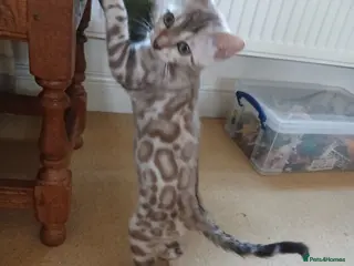 Bengal cats Family raised TICA Bengal kittens - Advert 6