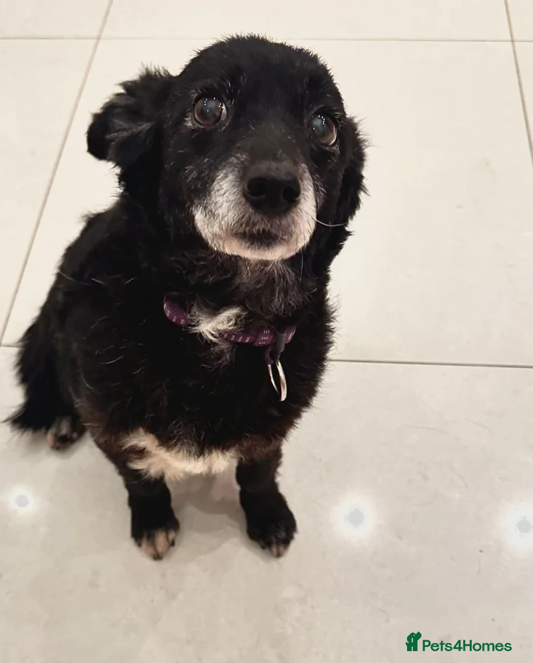 Mixed Breed dogs for adoption: ❤️🐶 FUZZY– 10 yo  gentle little soul 🐶❤️ - Advert 2
