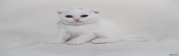 Scottish Fold cats for sale: Sottish Fold Beautiful kittens🐾 - £650 Each - Advert 5