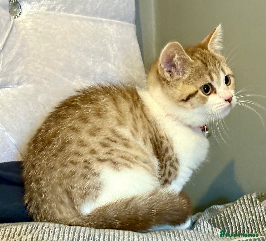British Shorthair cats for sale: British short hair / Scottish fold  - Image 2