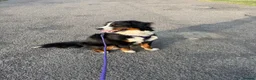 Bernese Mountain Dog dogs for sale: Bernese mountain dog puppy  in Leeds - Advert 3