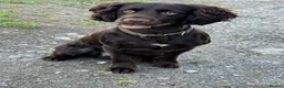 Cocker Spaniel dogs for stud: KC registered working line cocker spaniel stud in Burton-on-Trent - Advert 6