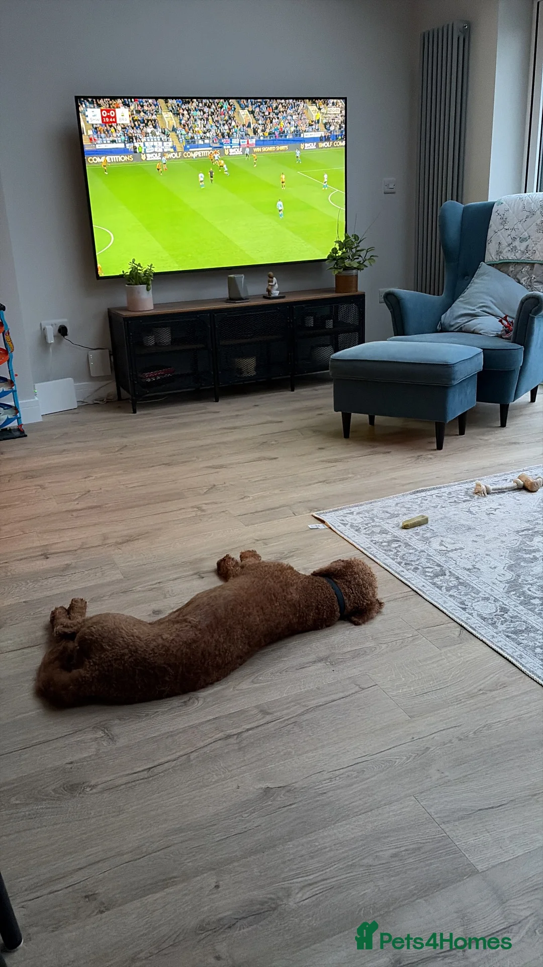 Goldendoodle dogs for sale: Double Goldendoodle Looking for New Home in Sheffield - Advert 3