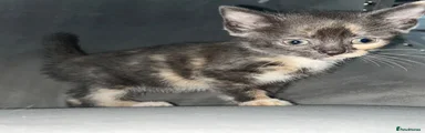 Mixed Breed 6