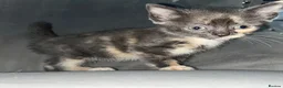 Mixed Breed cats for sale: Siamese mixed breed lovely kittens in Milton Keynes - Advert 6
