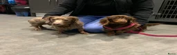 Dachshund dogs for sale:  Two Miniature long hair dachshund puppy’s  - Advert 9