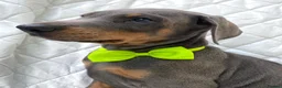 Dobermann dogs for sale: *KC REGISTERED* HEALTH TESTED DOBERMAN PUPPIES* - Advert 16