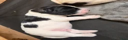 Mixed Breed dogs for sale: Sprockerpoo Puppies - Advert 37