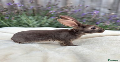 Rex rabbits - Advert 9
