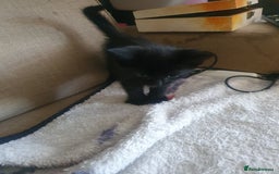 Domestic Shorthair cats for sale: Kittens for sale  - Image 4