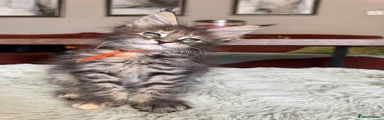 Maine Coon 4