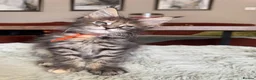 Maine Coon cats for sale: Superb quality Maine coon girls  - Advert 2