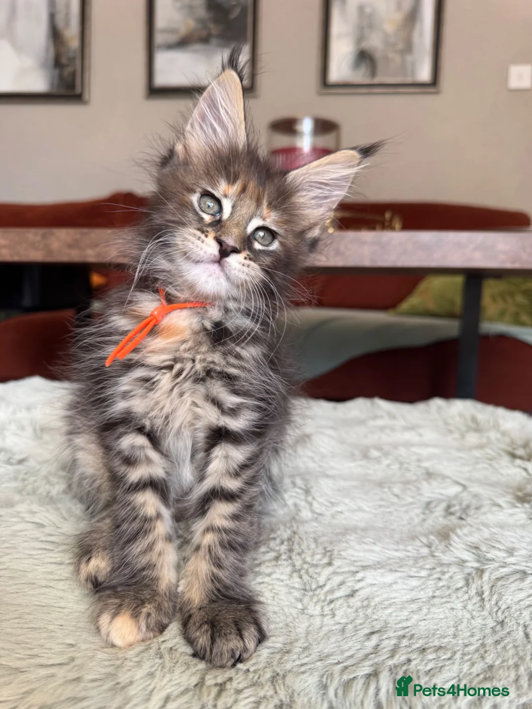 Maine Coon cats for sale: Superb quality Maine coon girls  - Advert 2
