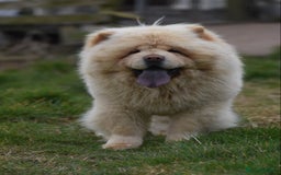 Chow Chow dogs for stud: Stunning KC registered cream boy, carries dilute. - Image 2